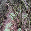 Plants: image 140 Of 208 Thumb
